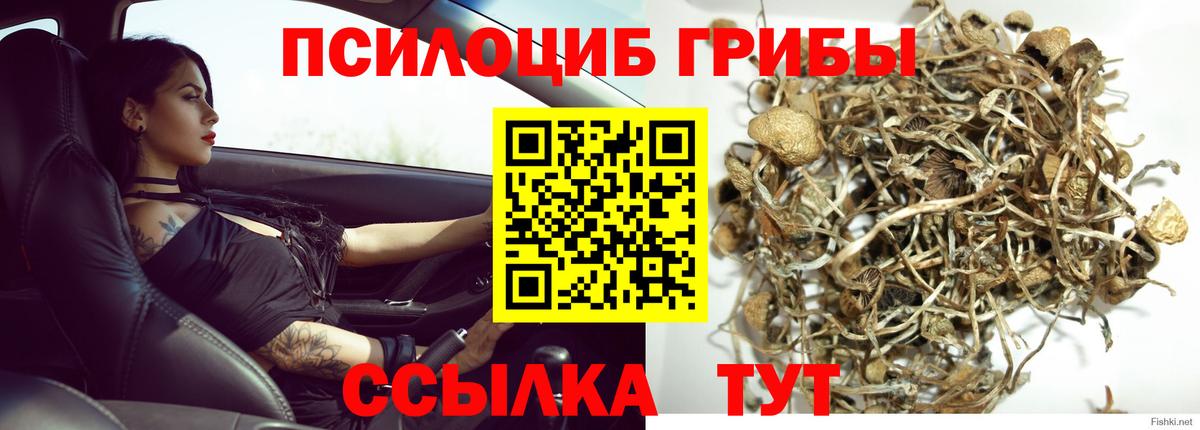 Псилоцибиновые грибы MAGIC MUSHROOMS  наркота  Дальнегорск 